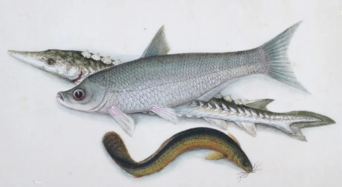 Fische. – Aquarell auf Reispapier