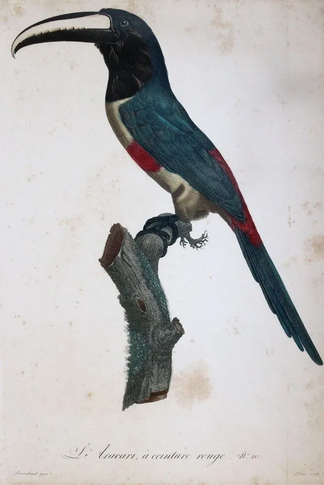 Levaillant, Francois – (1753 - 1824)