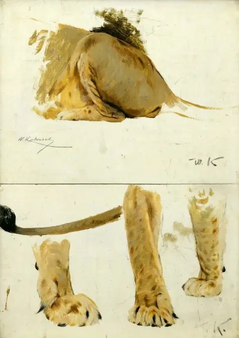 Kuhnert, Wilhelm (1865 Oppeln - 1926 Flims) – Petit lion - pattes et arrière-train
