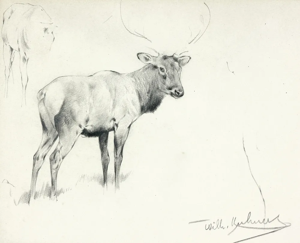 Kuhnert, Wilhelm (1865 Oppeln - 1926 Flims) – Wapiti-studie