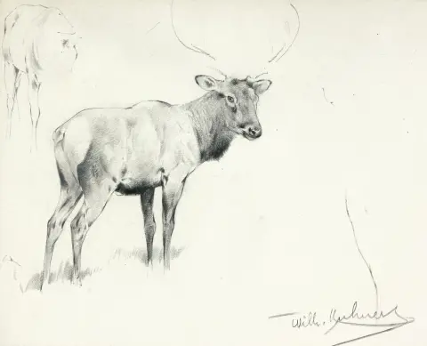 Kuhnert, Wilhelm (1865 Oppeln - 1926 Flims) – Étude de wapiti
