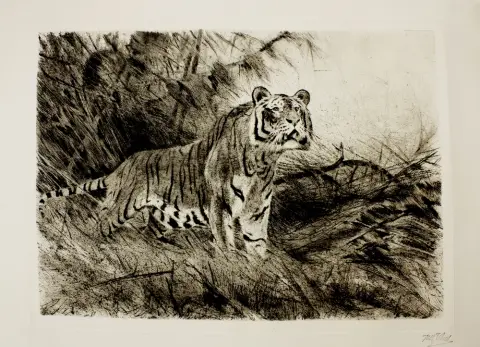 Kuhnert, Wilhelm (1865 Oppeln - 1926 Flims) – Tigre royal