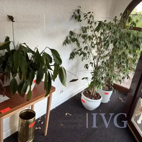 Partij planten