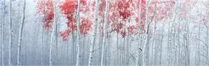 Peter Lik, Scarlet Moods