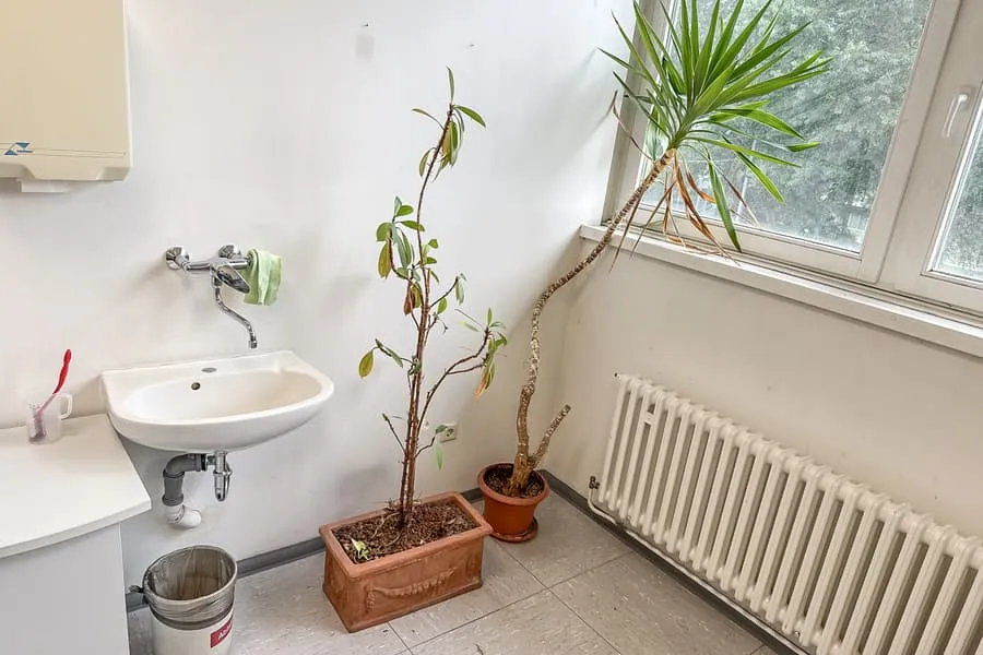 2 groene planten